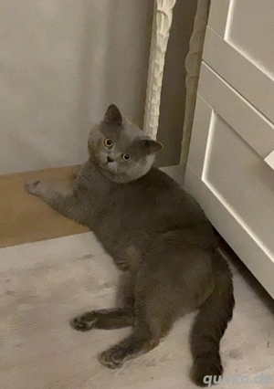 Deckkater bkh im Blau 