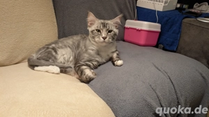 Maine Coon Shadow 3jahre 