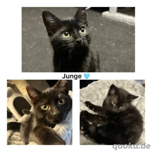 Liebevolles Zuhause für Kitten (BKH-Mix Bengal) gesucht