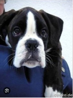 Boxer Boxer Mischling gesucht 