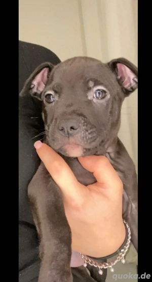 Amerikan bully weplen 