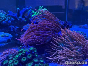 Anemonen Korallen Meerwasseraquarium