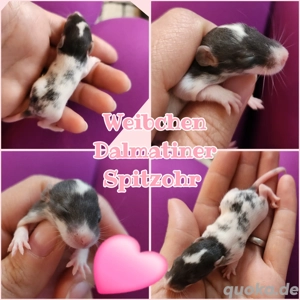 Baby Weibchen Ratten Farbratten total verkuschelt und kinderlieb 