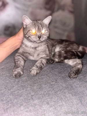 britisch kurzhaar katze 