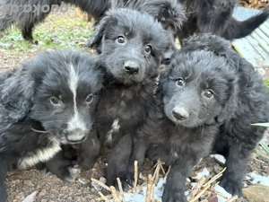 Altdeutsche Hütehund Welpen 