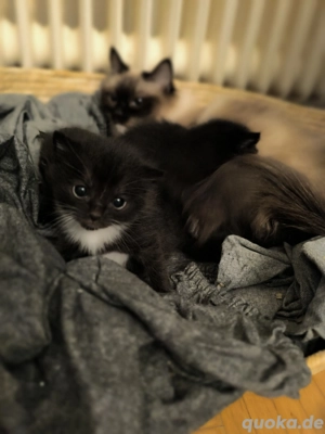 4 liebe Kätzchen suchen ein Zuhause