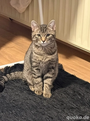 ekh katze sucht neue familie