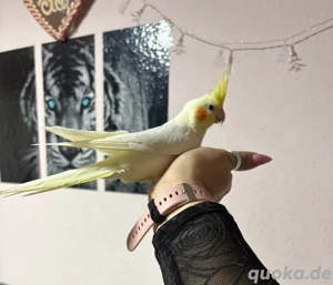 Nymphensittiche inkl Voliere