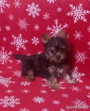 Yorkshire Terrier Welpen 