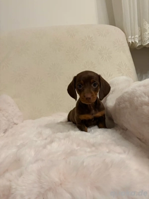 liebevolle zwergdackel suchen absofort 