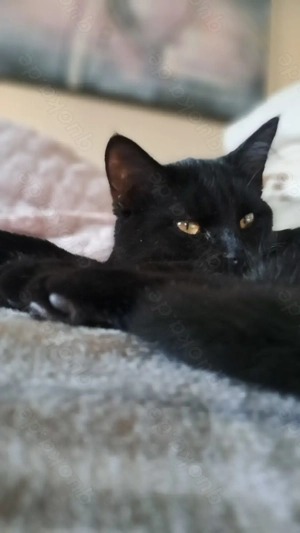 Süsse Britische kurzhaar mix 