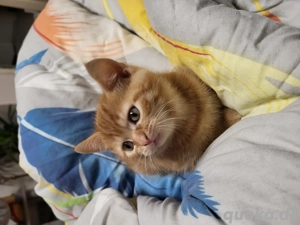 Der rote Schönling sucht seine Familie