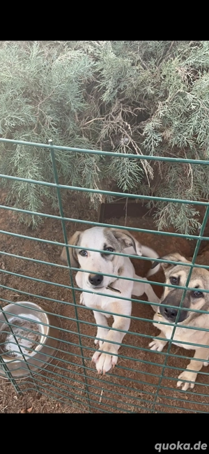 maya und mira suchen ein zuhause 