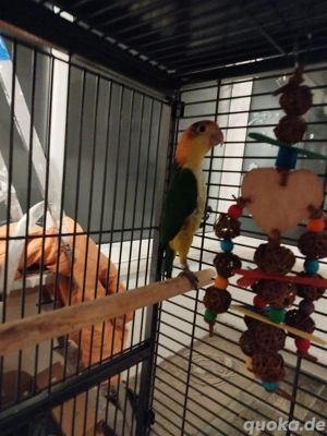 Rostkappenpapagei männlich 