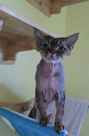 Liebevoll, schön und bereit, Liebe zu schenken ein Kater sucht ein Zuhause für immer!