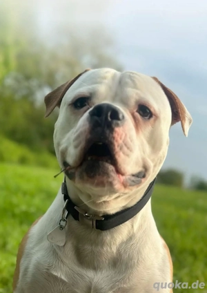 American Bully Rüde   Abgabe aus privaten Gründen