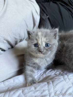 Bkh Ragdoll Mix Kitten