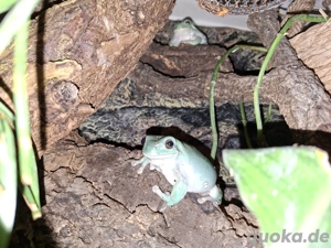 Snowflake Korallenfinger-Laubfrosch,