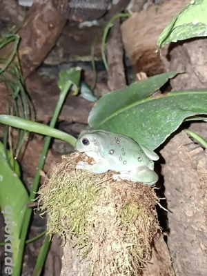 Snowflake Korallenfinger-Laubfrosch, Litoria caerulea Snowflake
