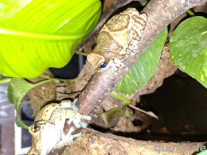 Baumhöhlen-Krötenlaubfrosch