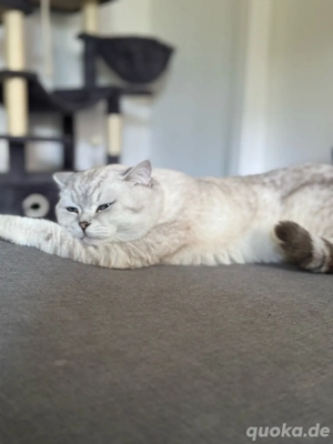 Tarcin sucht ein liebevolles zuhause 