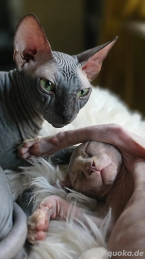 Wir suchen einen Deckkater der Rasse Sphynx