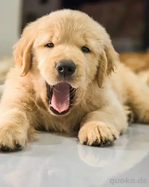 Golden Retriever Welpen abzugeben!