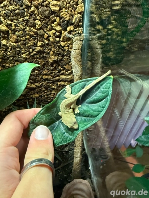 Kronengeckos Jungtiere