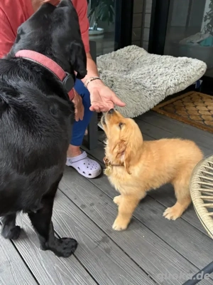 Golden Retriever Welpen abzugeben!