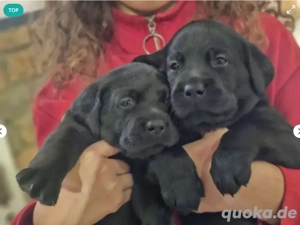 Reinrassige Labrador-Welpen