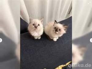 Süße Ragdoll Kitten suchen ein neues Zuhause