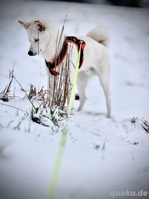 Huskys Rüde Ghost 7 Monate geimpft, gechipt, stubenrein sucht erfahrenes, liebevolles Zuhause