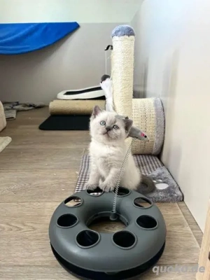 Wunderschöne Britisch Kurzhaar Kätzchen