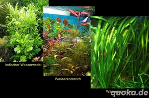 Ind. Wasserwedel, Knöterich, Wasserschraube, Wasserpflanze, ab 2 