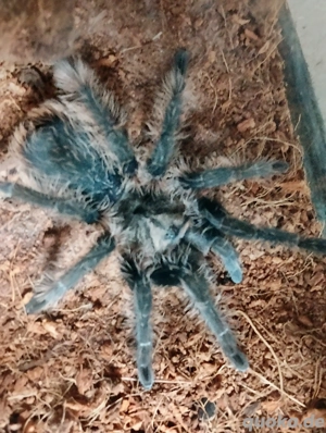 Vogelspinnen Hobby Aufgaben 