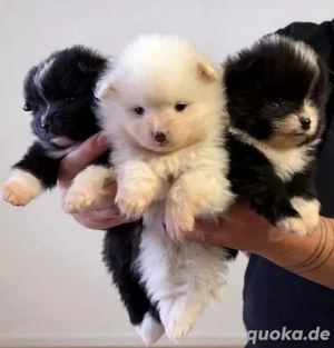 Reinrassige Pomeranian Zwergspitz Welpen