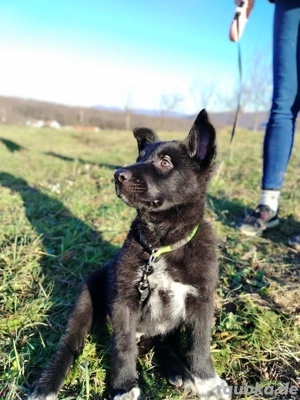 Cookie Welpe Mischling Rüde Junghund sucht Zuhause oder Pflegestelle