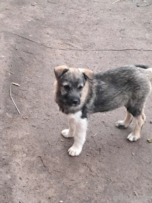 Pavel, kleiner Hundemann sucht seine Menschen 