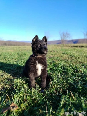 Cake Welpe Mischling Hündin Junghund verträglich verspielt sucht Zuhause oder Pflegestelle