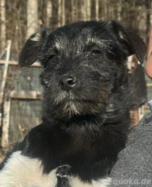 Paris, kleines Hundemädchen sucht Körbchen zum Bleiben