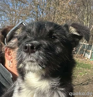 Polly, kleines Hundemädchen sucht ihre Menschen 