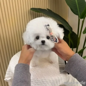 Die süßesten Malteser-Welpen