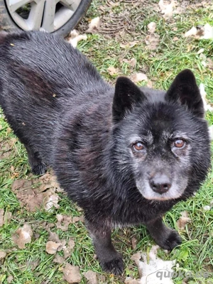 *SINA* Die liebe, sehr soziale Hündin möchte Liebe erfahren