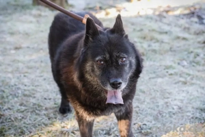 *SINA* Die liebe, leinenführige und sehr soziale Hündin möchte Liebe erfahren