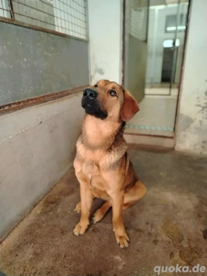 Nick toller Mischling Rüde verträglich kastriert sucht Zuhause oder Pflegestelle