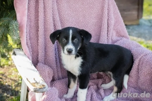 Chip-Nr. 264843 - Welpin - ein verspieltes, freundliches und neugieriges Welpenmädchen