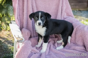 Welpe *ORIANA* - ein verspieltes, freundliches und neugieriges Welpenmädchen