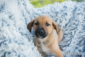 Chip-Nr. 263552 - Welpe - Ich habe noch keinen Namen, und ein liebevolles Zuhause suche ich auch