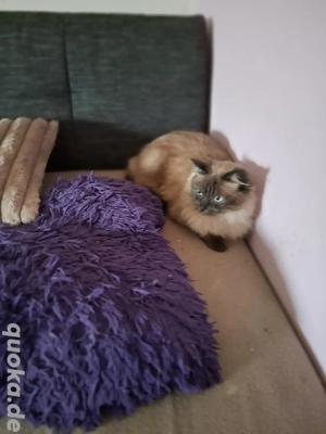 Suche Zuhause für älteren Kater!