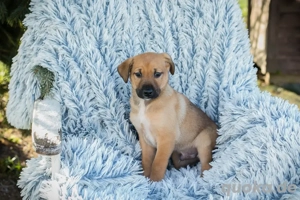 Welpe *BRADY* - wo sind meine Menschen?